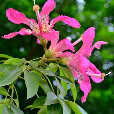 澳博平台app截图