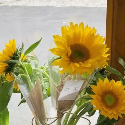 十一选五软件下载安装